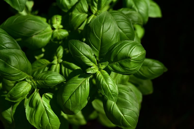 Herb garden ideas