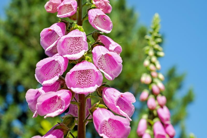 Vertical garden benefits