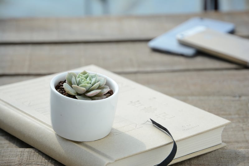 Succulent Wall Display